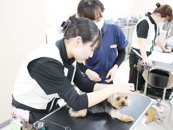 学校のモデル犬とトリミング実習♪